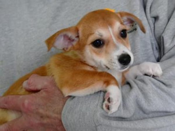 Sheila sucht ihr Körbchen