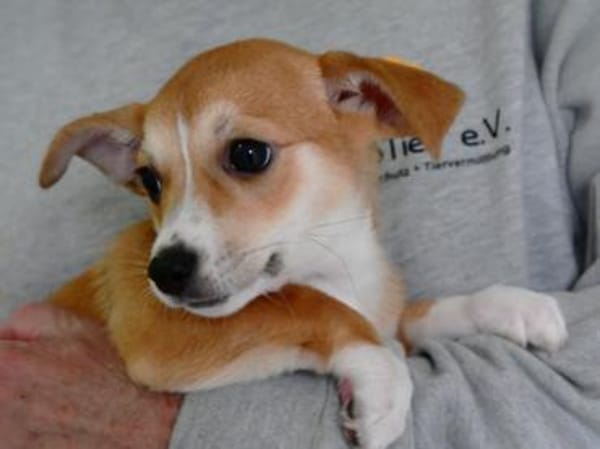 Sheila sucht ihr Körbchen