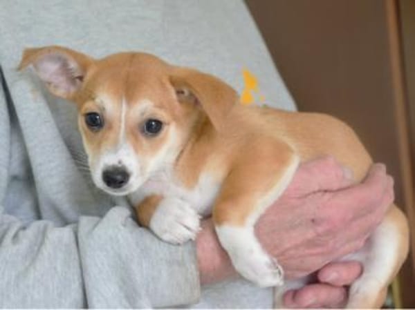 Sheila sucht ihr Körbchen