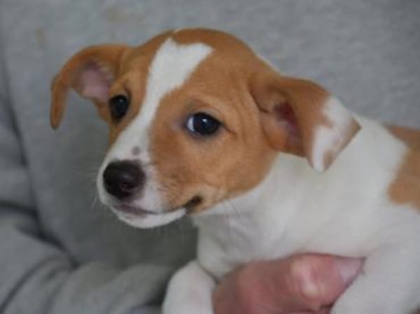 Darf Skipper zu Ihnen gehören?