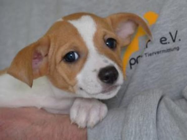 Darf Skipper zu Ihnen gehören?