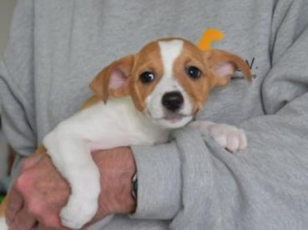 Darf Skipper zu Ihnen gehören?