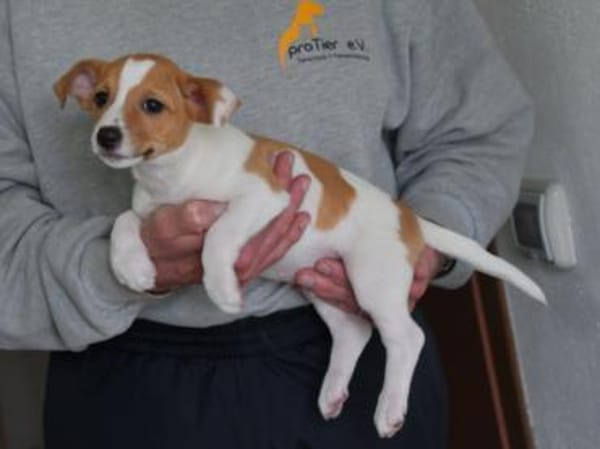 Darf Skipper zu Ihnen gehören?