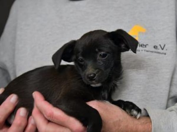 Traumzuhause für Pia gesucht