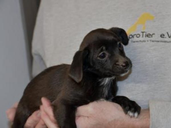 Traumzuhause für Pia gesucht