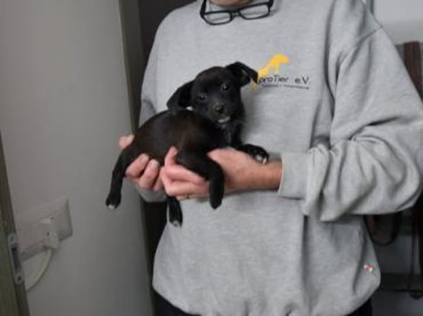 Traumzuhause für Pia gesucht