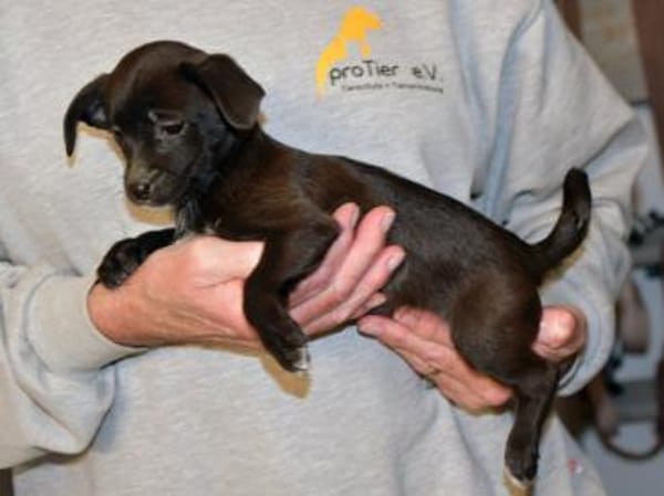 Traumzuhause für Pia gesucht