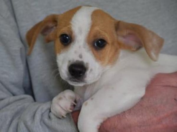 Schönes Zuhause für Snoopy gesucht