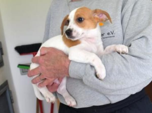 Schönes Zuhause für Snoopy gesucht