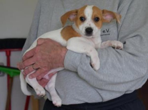 Schönes Zuhause für Snoopy gesucht