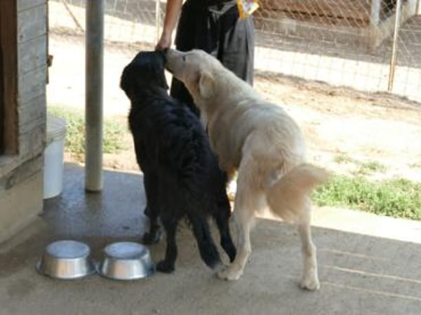 Alex sucht liebe Menschen