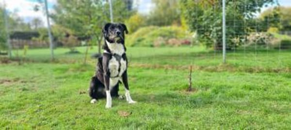 Yaron - ein echter Gentleman mit Schnurr