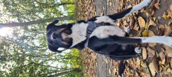 Yaron - ein echter Gentleman mit Schnurr