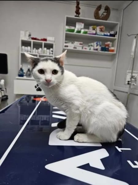 Gray Verspielter Kater sucht Familie