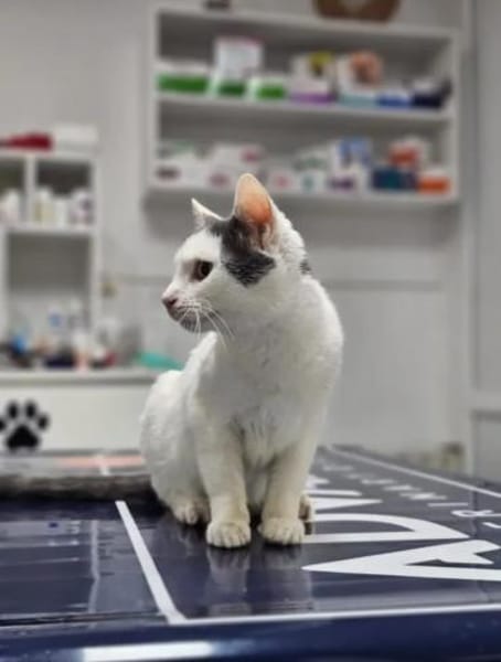 Gray Verspielter Kater sucht Familie