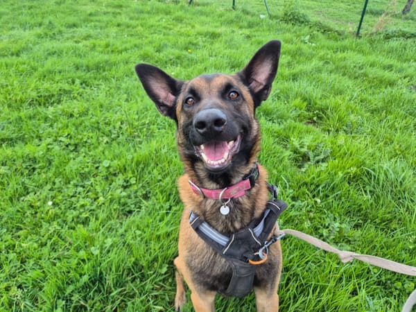 TIAGO QCN (J'ai trouvé ma famille)