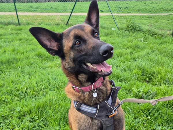 TIAGO QCN (J'ai trouvé ma famille)