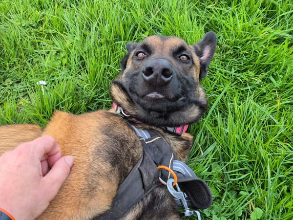 TIAGO QCN (J'ai trouvé ma famille)