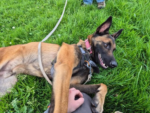 TIAGO QCN (J'ai trouvé ma famille)