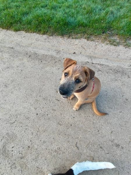 🐾 À L’ADOPTION – ASHER, adorable boule d’amour 🐾