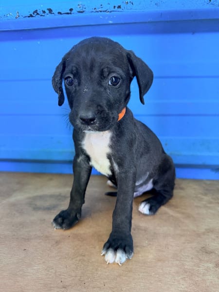 À L’ADOPTION, DARKO, CHIOT MÂLE NOIR ET BLANC CROISE CANE CORSO