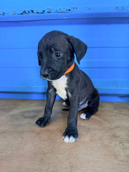 À L’ADOPTION, DARKO, CHIOT MÂLE NOIR ET BLANC CROISE CANE CORSO