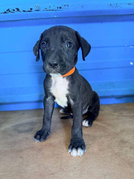 À L’ADOPTION, DARKO, CHIOT MÂLE NOIR ET BLANC CROISE CANE CORSO