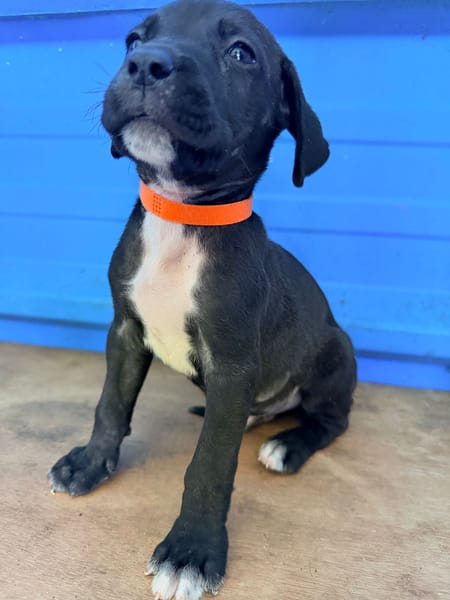 À L’ADOPTION, DARKO, CHIOT MÂLE NOIR ET BLANC CROISE CANE CORSO