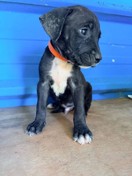 À L’ADOPTION, DARKO, CHIOT MÂLE NOIR ET BLANC CROISE CANE CORSO