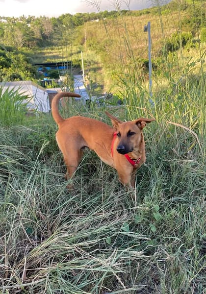 MICKY  chiot réunion