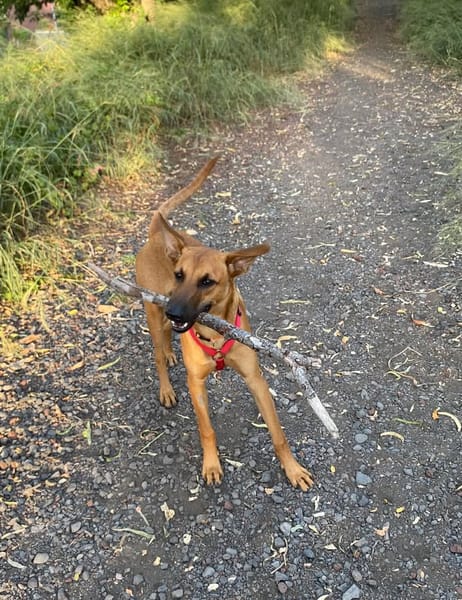 MICKY  chiot réunion