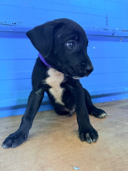 À L’ADOPTION, DRAXTER, CHIOT MÂLE NOIR ET BLANC CROISE CANE CORSO