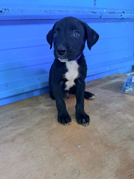 À L’ADOPTION, DRAXTER, CHIOT MÂLE NOIR ET BLANC CROISE CANE CORSO