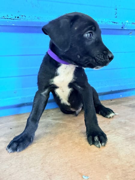 À L’ADOPTION, DRAXTER, CHIOT MÂLE NOIR ET BLANC CROISE CANE CORSO