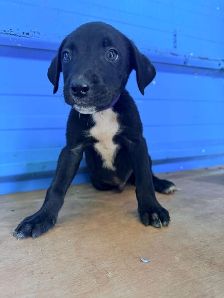 À L’ADOPTION, DRAXTER, CHIOT MÂLE NOIR ET BLANC CROISE CANE CORSO