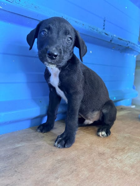 À L’ADOPTION, DRAXTER, CHIOT MÂLE NOIR ET BLANC CROISE CANE CORSO