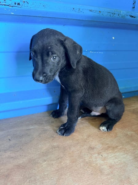 À L’ADOPTION, DRAXTER, CHIOT MÂLE NOIR ET BLANC CROISE CANE CORSO