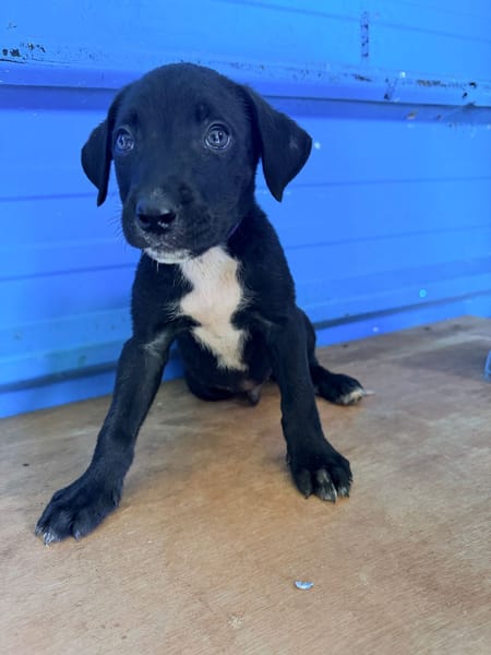 À L’ADOPTION, DRAXTER, CHIOT MÂLE NOIR ET BLANC CROISE CANE CORSO