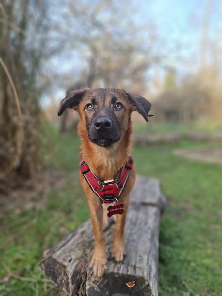 À L’ADOPTION , HOPE, adorable petite femelle CREOLE fauve à masque noir