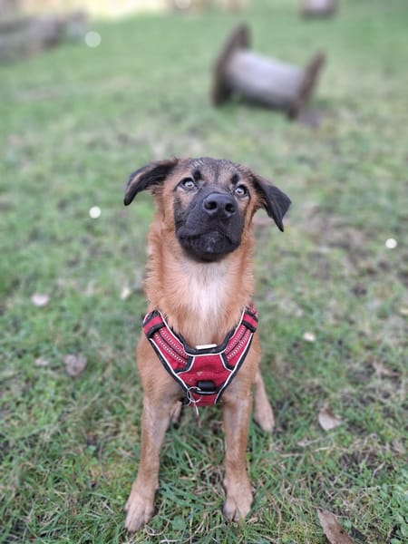À L’ADOPTION , HOPE, adorable petite femelle CREOLE fauve à masque noir
