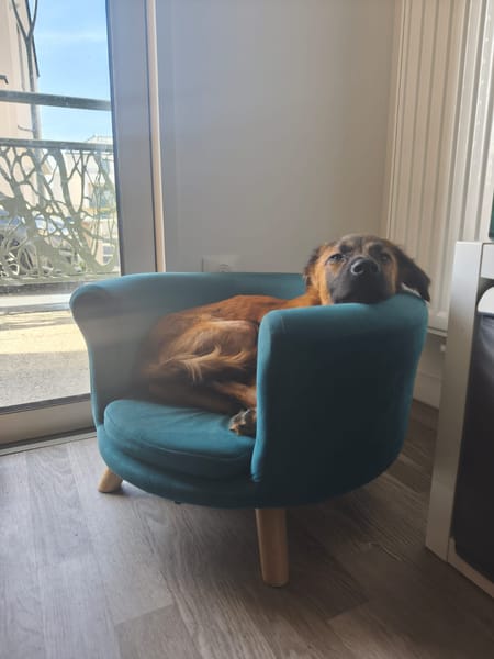 À L’ADOPTION , HOPE, adorable petite femelle CREOLE fauve à masque noir