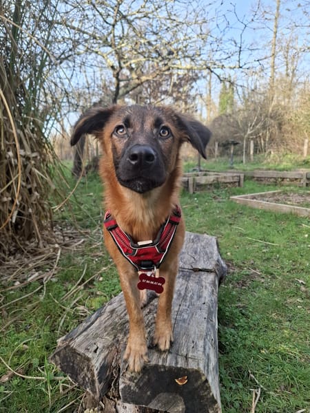 À L’ADOPTION , HOPE, adorable petite femelle CREOLE fauve à masque noir