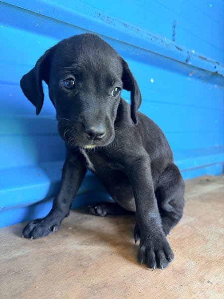 À L’ADOPTION ,  KEA, FEMELLE NOIRE ET BLANCHE, CROISEE CANE CORSO