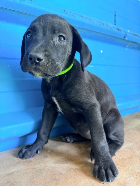 À L’ADOPTION ,  KEA, FEMELLE NOIRE ET BLANCHE, CROISEE CANE CORSO