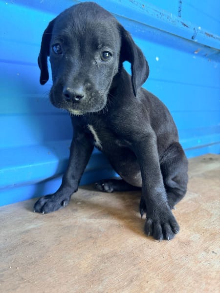 À L’ADOPTION ,  KEA, FEMELLE NOIRE ET BLANCHE, CROISEE CANE CORSO