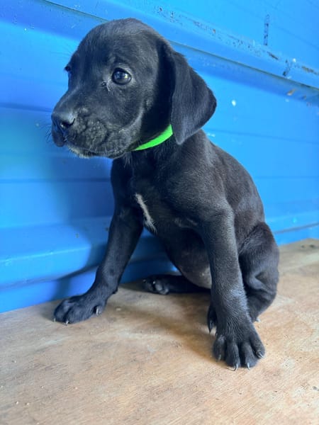 À L’ADOPTION ,  KEA, FEMELLE NOIRE ET BLANCHE, CROISEE CANE CORSO