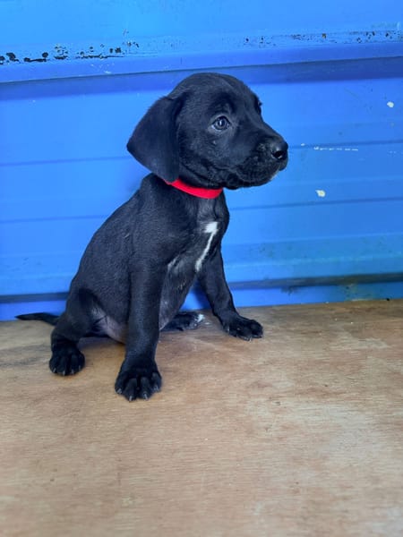 À L’ADOPTION, MOONY, CHIOT MÂLE NOIR ET BLANC CROISE CANE CORSO
