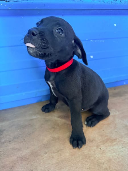 À L’ADOPTION, MOONY, CHIOT MÂLE NOIR ET BLANC CROISE CANE CORSO