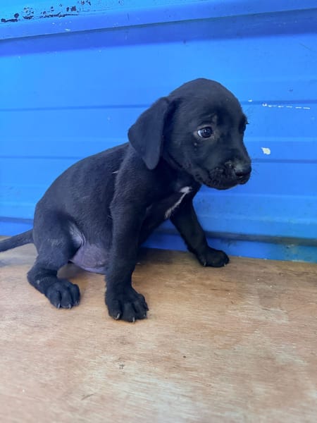 À L’ADOPTION, MOONY, CHIOT MÂLE NOIR ET BLANC CROISE CANE CORSO