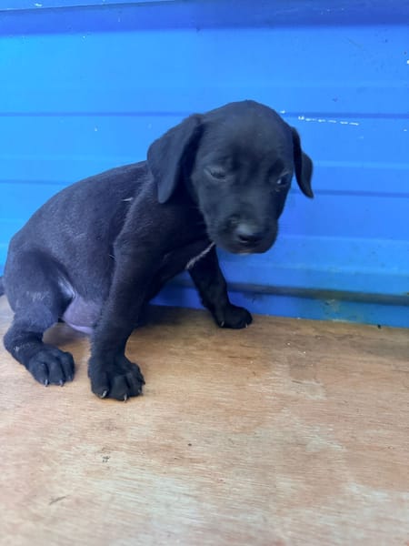 À L’ADOPTION, MOONY, CHIOT MÂLE NOIR ET BLANC CROISE CANE CORSO